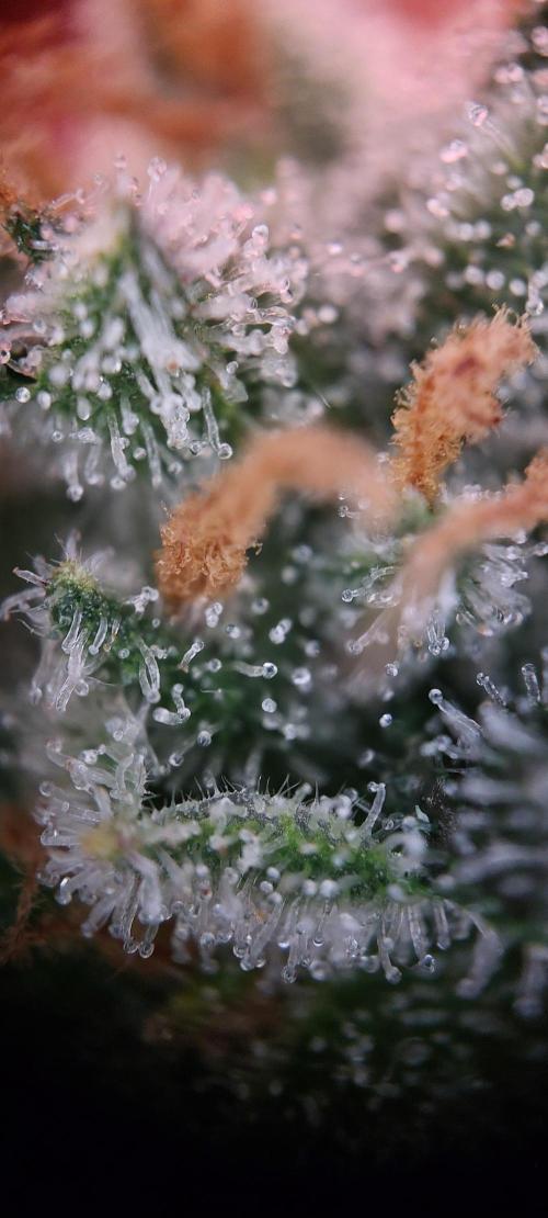 Spring frost 😆. Week 12