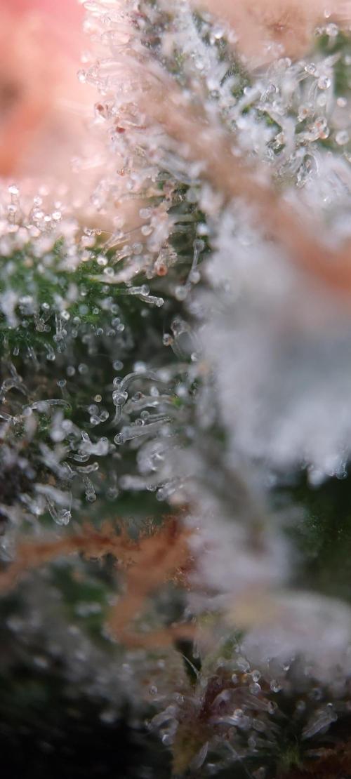 Frostbanger Auto. Week 12