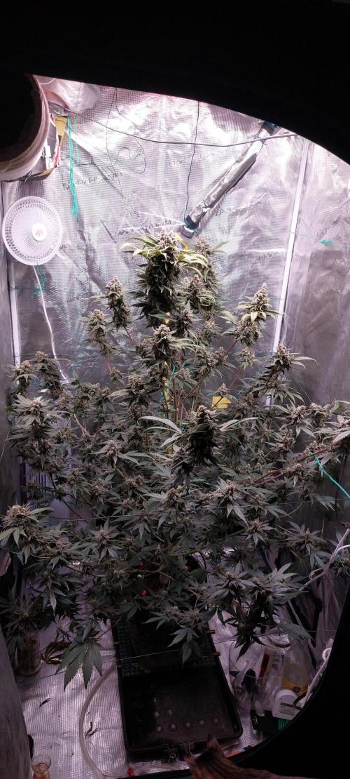 Spring frost 😆. Week 13