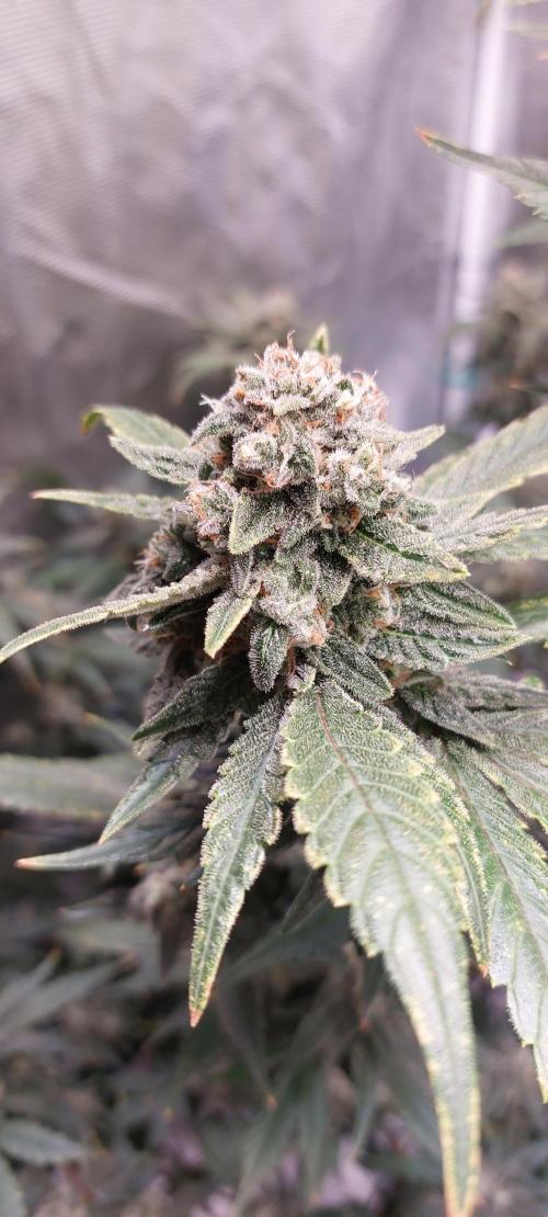Spring frost 😆. Week 13