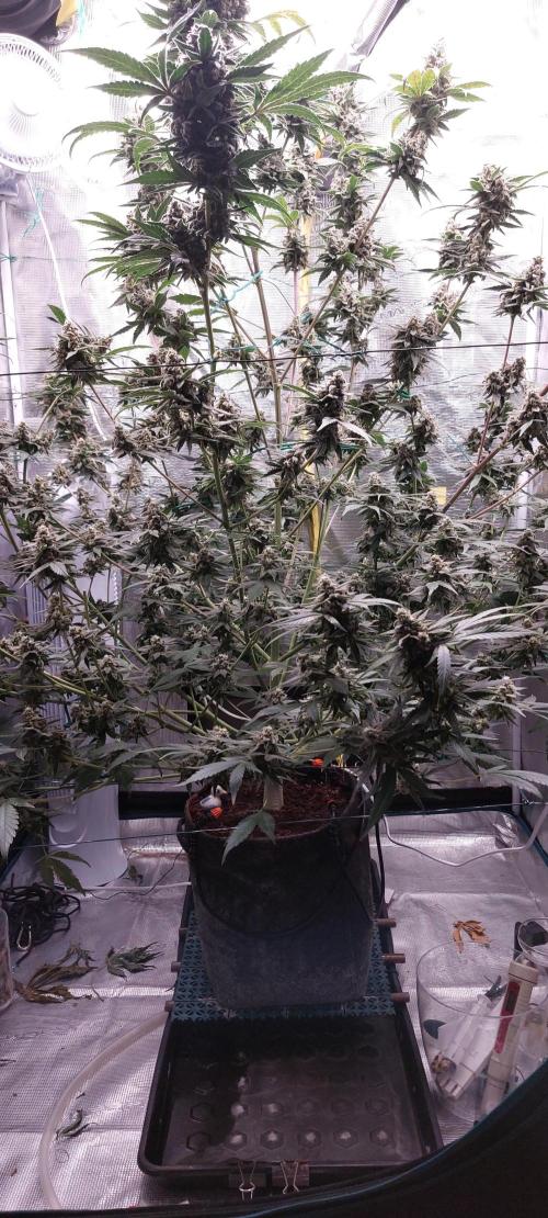 Spring frost 😆. Week 13