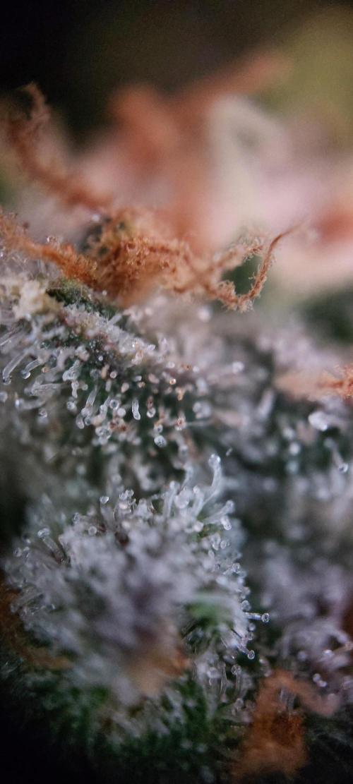 Spring frost 😆. Week 13