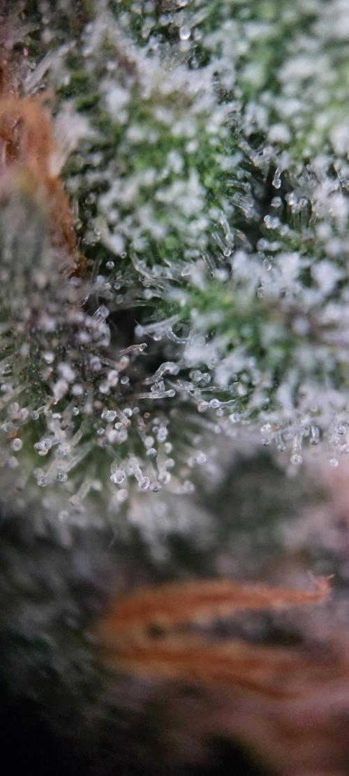 Spring frost 😆. Week 13