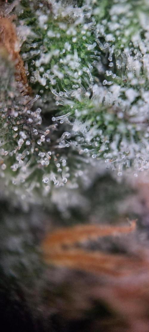 Spring frost 😆. Week 13