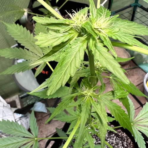 Dos Si Dos Auto. Week 6