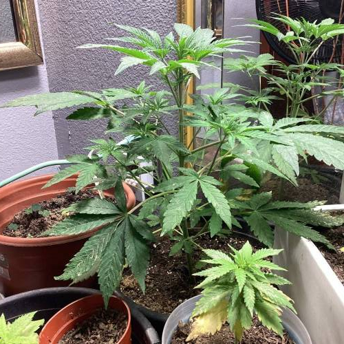 Overlord Og . Week 7