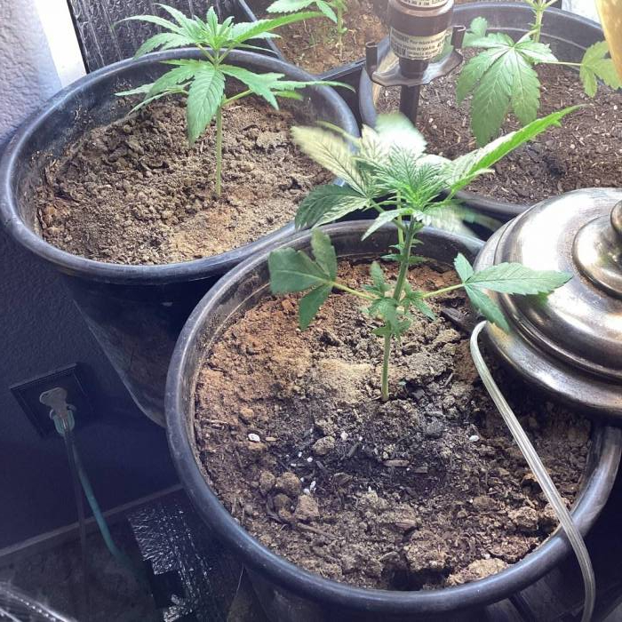 Overlord Og . Week 5 - Growing fast brought them inside since it’s winter