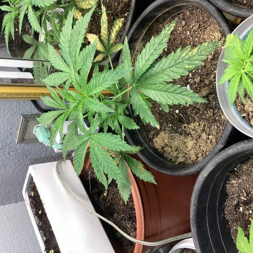 Overlord Og . Week 6 - Good one ️ 