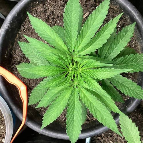 Overlord Og . Week 6 - 10ner 