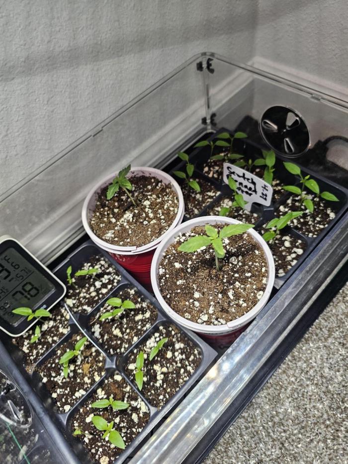 Runtz & Zkittlez Closet Grow. Week 0