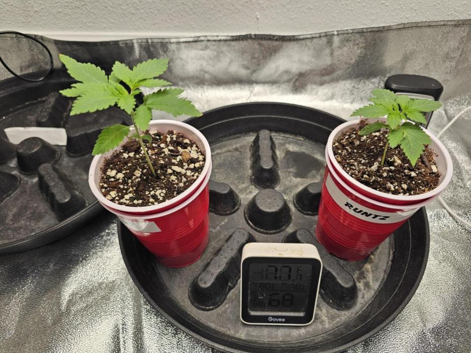 Runtz & Zkittlez Closet Grow. Week 1