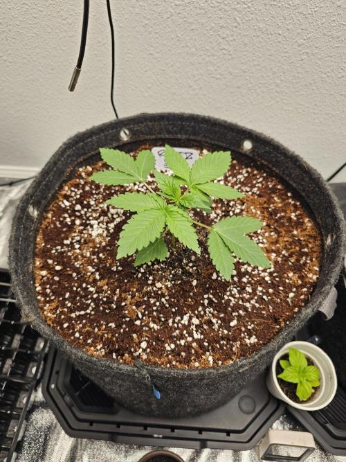 Runtz & Zkittlez Closet Grow. Week 1