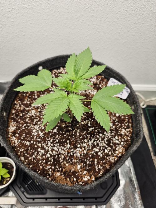 Runtz & Zkittlez Closet Grow. Week 1