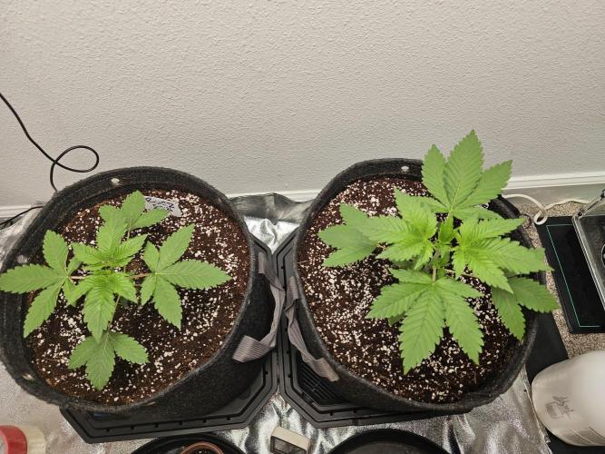 Runtz & Zkittlez Closet Grow. Week 2