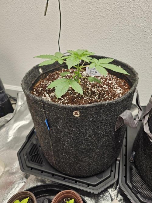 Runtz & Zkittlez Closet Grow. Week 2