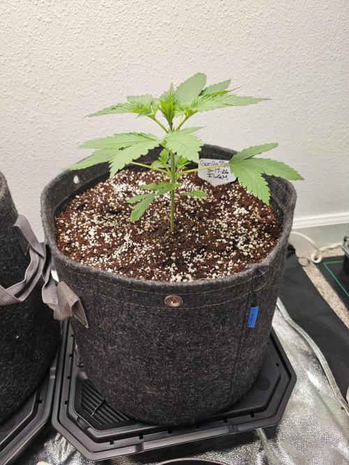 Runtz & Zkittlez Closet Grow. Week 2