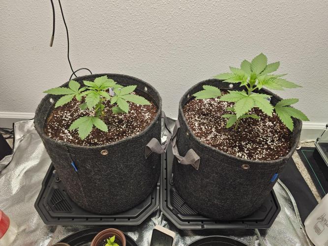 Runtz & Zkittlez Closet Grow. Week 2