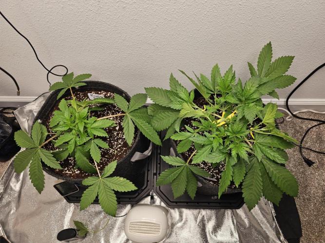 Runtz & Zkittlez Closet Grow. Week 3