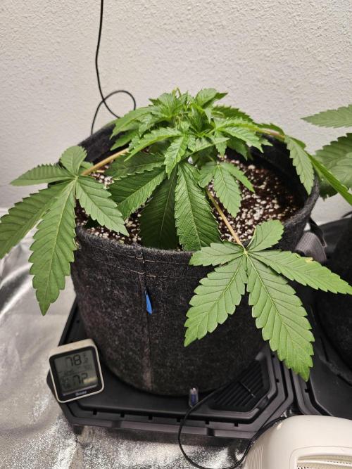 Runtz & Zkittlez Closet Grow. Week 3 - Runtz