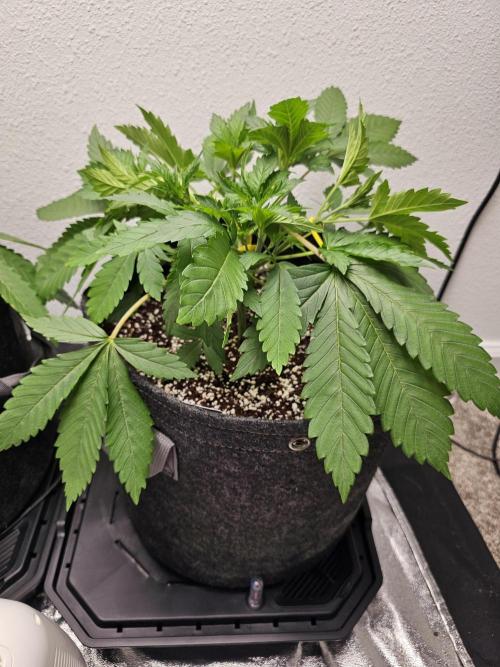 Runtz & Zkittlez Closet Grow. Week 3 - Zkittlez
