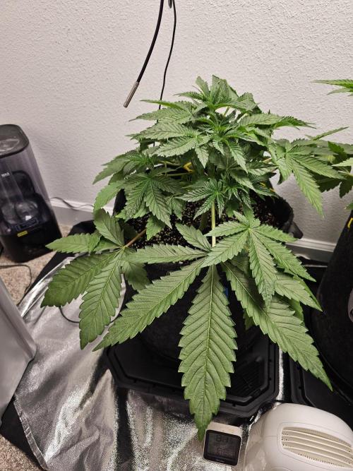 Runtz & Zkittlez Closet Grow. Week 4 - Runtz 