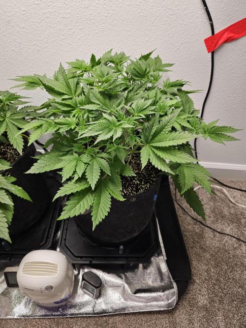 Runtz & Zkittlez Closet Grow. Week 4 - Zkittlez