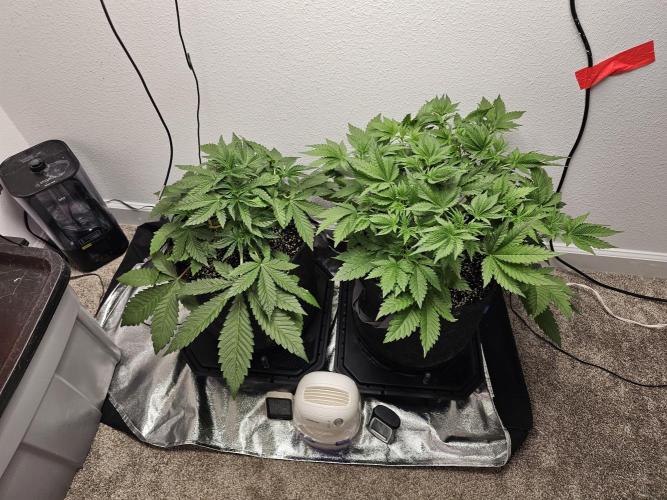 Runtz & Zkittlez Closet Grow. Week 4