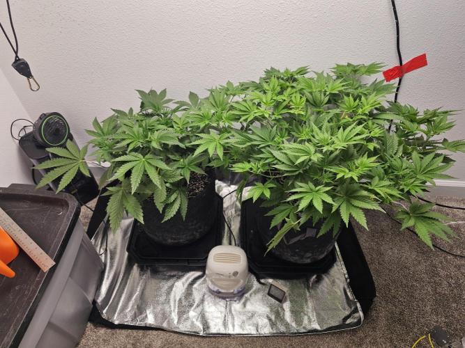 Runtz & Zkittlez Closet Grow. Week 5
