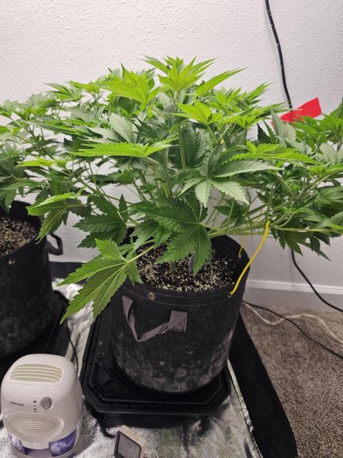 Runtz & Zkittlez Closet Grow. Week 5