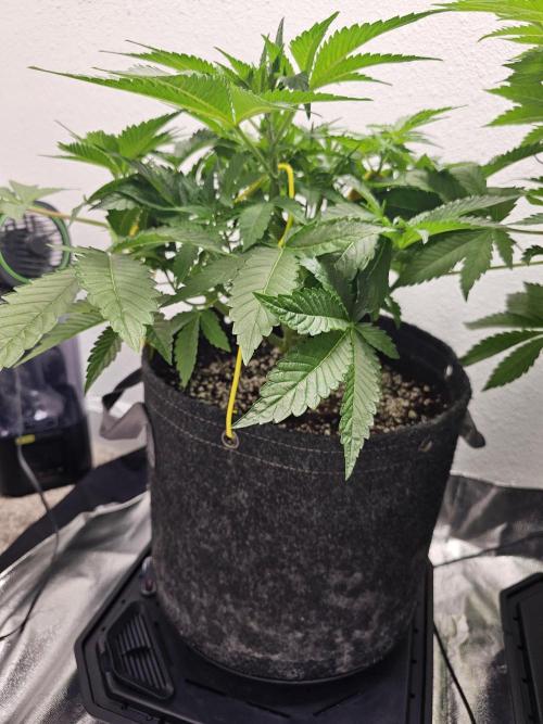 Runtz & Zkittlez Closet Grow. Week 5