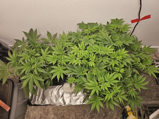 Runtz & Zkittlez Closet Grow. Week 5