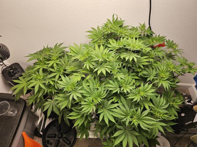 Runtz & Zkittlez Closet Grow. Week 6
