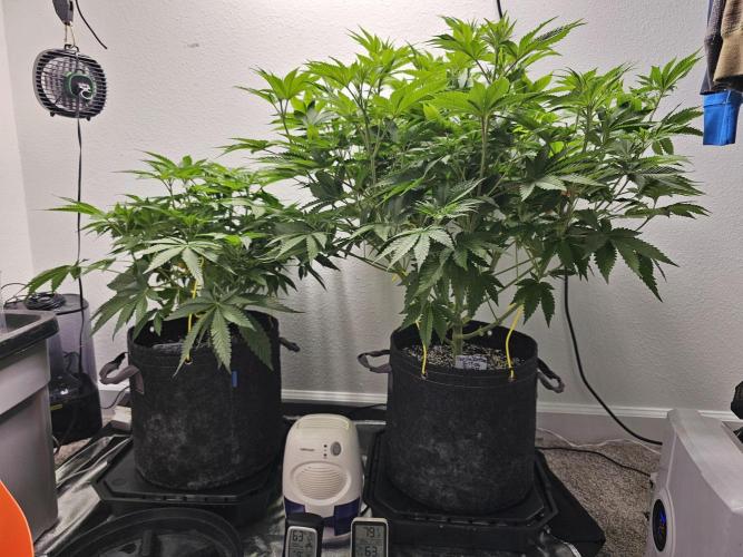 Runtz & Zkittlez Closet Grow. Week 6