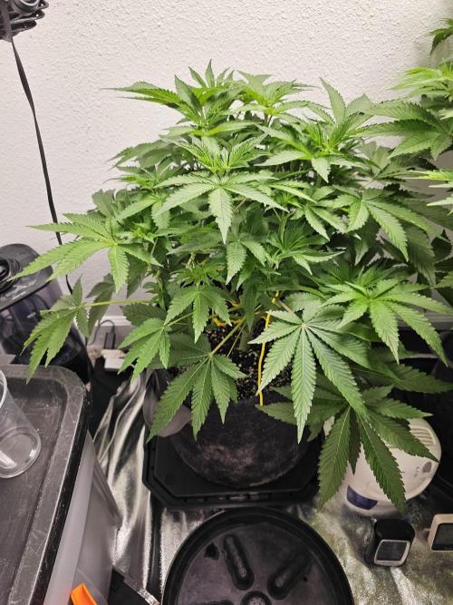 Runtz & Zkittlez Closet Grow. Week 6