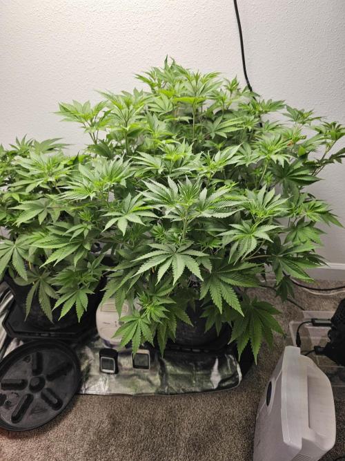 Runtz & Zkittlez Closet Grow. Week 6