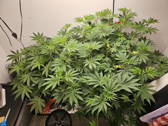 Runtz & Zkittlez Closet Grow. Week 7 - Gorilla Zkittlez