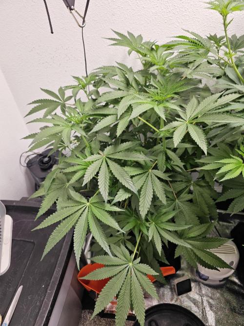Runtz & Zkittlez Closet Grow. Week 7 - Runtz