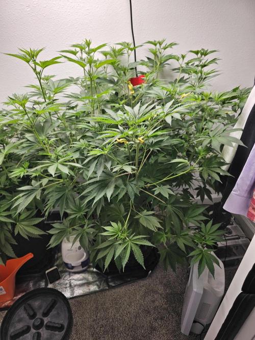 Runtz & Zkittlez Closet Grow. Week 7