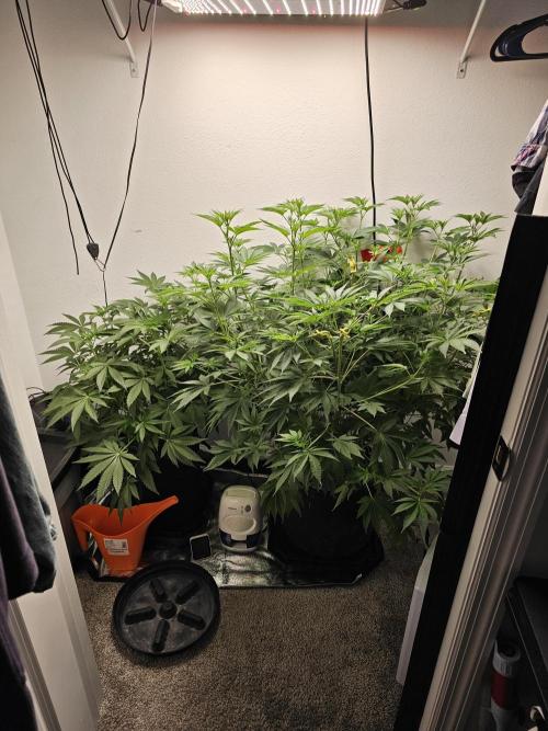 Runtz & Zkittlez Closet Grow. Week 7