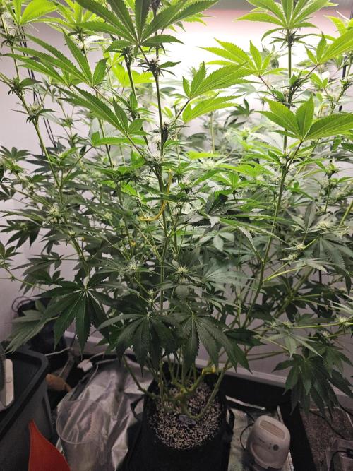 Runtz & Zkittlez Closet Grow. Week 9