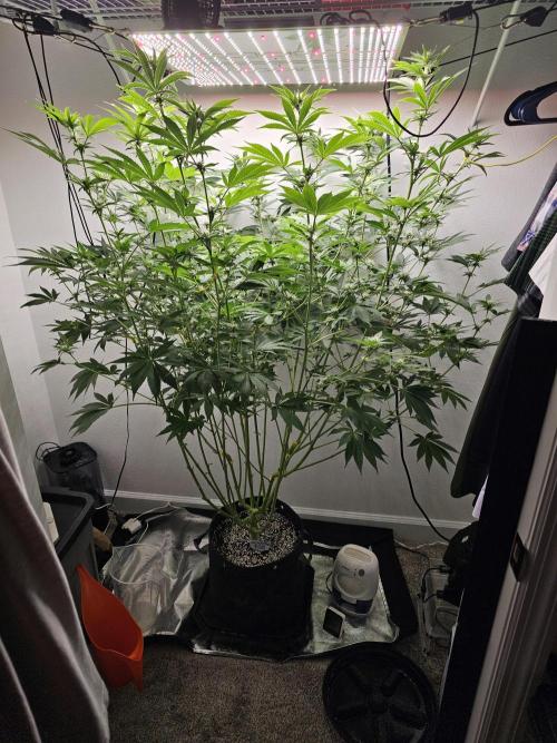 Runtz & Zkittlez Closet Grow. Week 9
