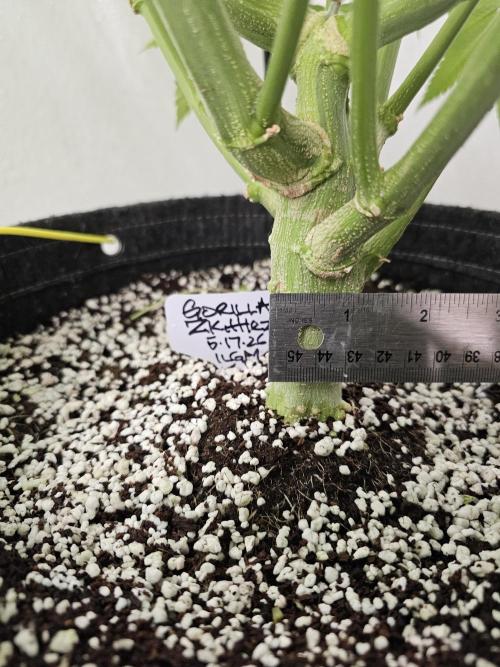 Runtz & Zkittlez Closet Grow. Week 9