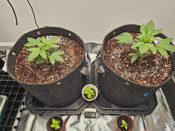 Runtz & Zkittlez Closet Grow. Week 1