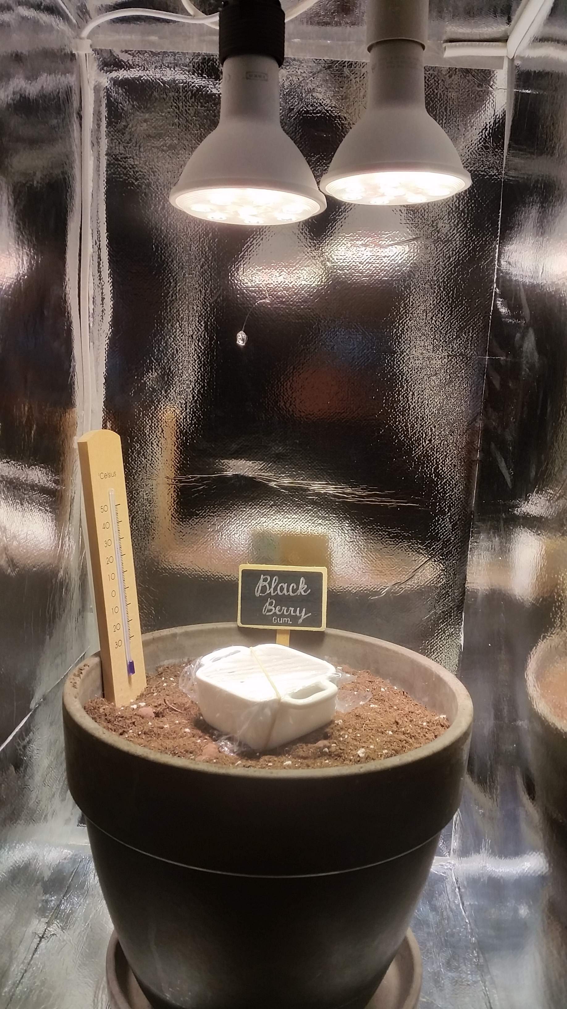 Blackberry Kush grow diary (journal) week1 by Connoisseur GrowDiaries