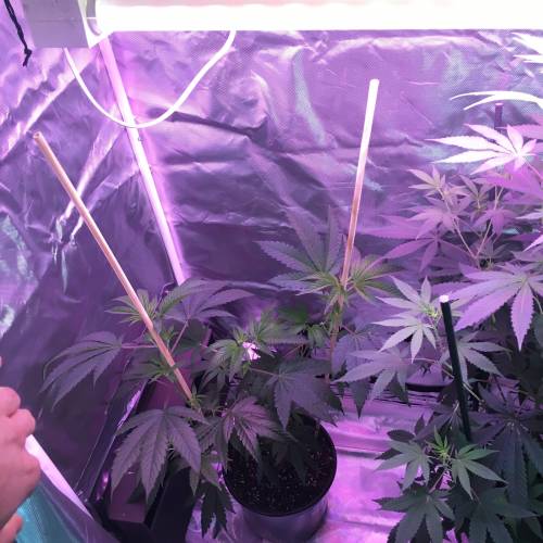 Kosher Kush x Stardawg (Hebrew National). Week 5 - Flower lights on, with Lemon Cooler on the right