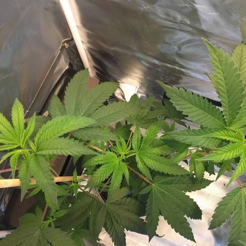 Kosher Kush x Stardawg (Hebrew National). Week 5 - Top view of the 3 main nodes.