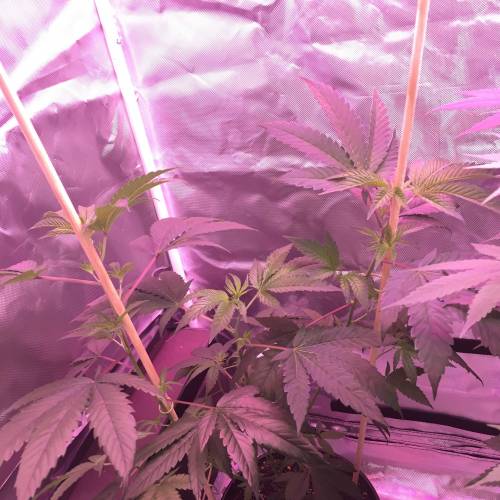 Kosher Kush x Stardawg (Hebrew National). Week 5 - Flower lights on, side view