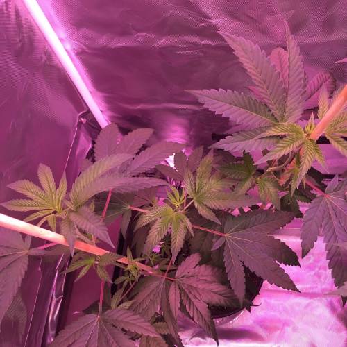 Kosher Kush x Stardawg (Hebrew National). Week 5 - Flower lights on, top view