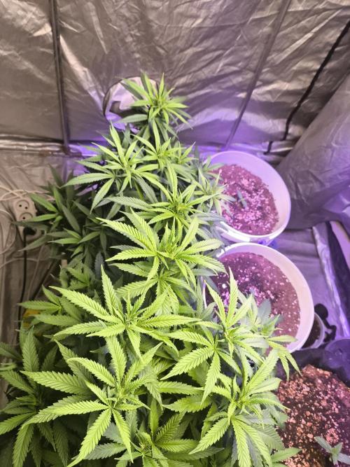 Super lemon haze. Week 10
