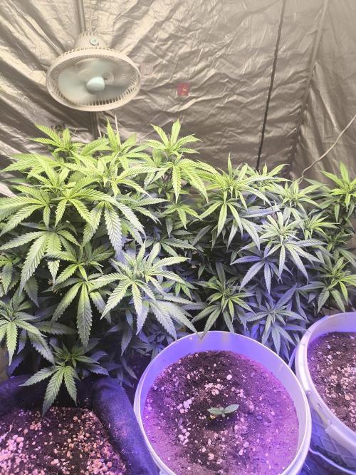 Super lemon haze. Week 10